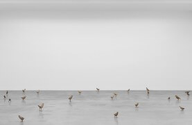 primitive | UGO RONDINONE
